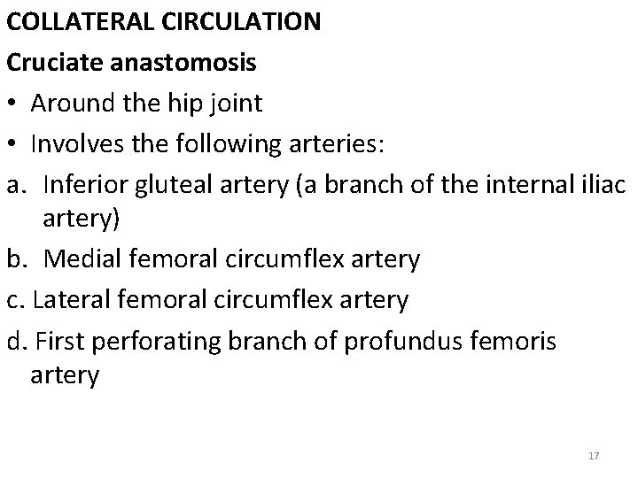 COLLATERAL CIRCULATION Cruciate anastomosis • Around the hip joint • Involves the following arteries: