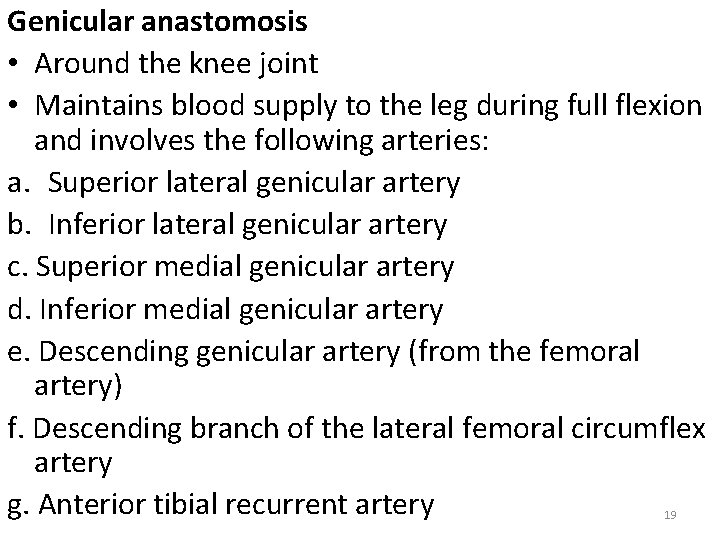 Genicular anastomosis • Around the knee joint • Maintains blood supply to the leg