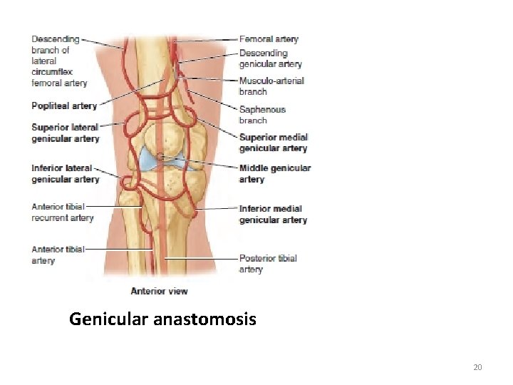 Genicular anastomosis 20 
