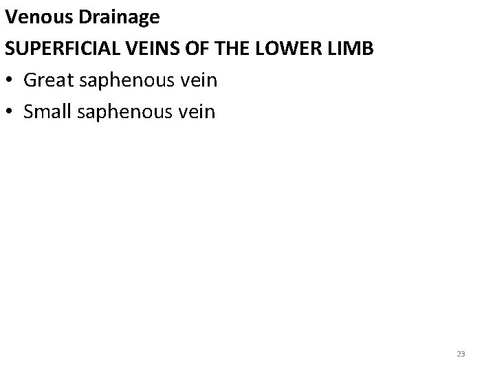 Venous Drainage SUPERFICIAL VEINS OF THE LOWER LIMB • Great saphenous vein • Small