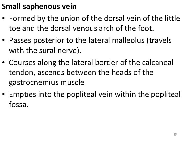 Small saphenous vein • Formed by the union of the dorsal vein of the