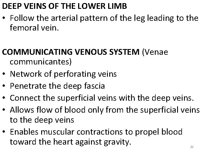 DEEP VEINS OF THE LOWER LIMB • Follow the arterial pattern of the leg