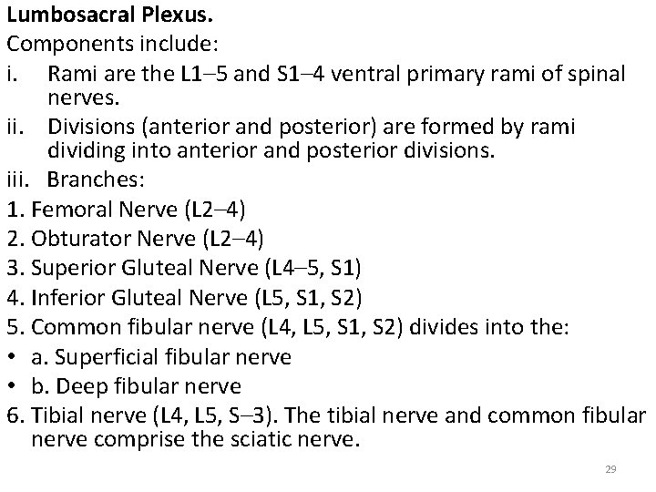 Lumbosacral Plexus. Components include: i. Rami are the L 1– 5 and S 1–