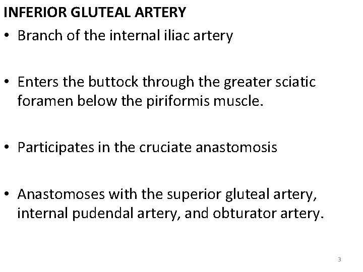 INFERIOR GLUTEAL ARTERY • Branch of the internal iliac artery • Enters the buttock