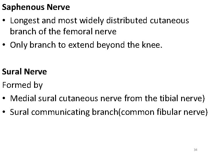 Saphenous Nerve • Longest and most widely distributed cutaneous branch of the femoral nerve