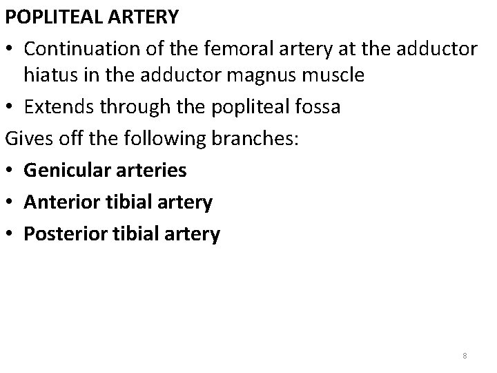 POPLITEAL ARTERY • Continuation of the femoral artery at the adductor hiatus in the