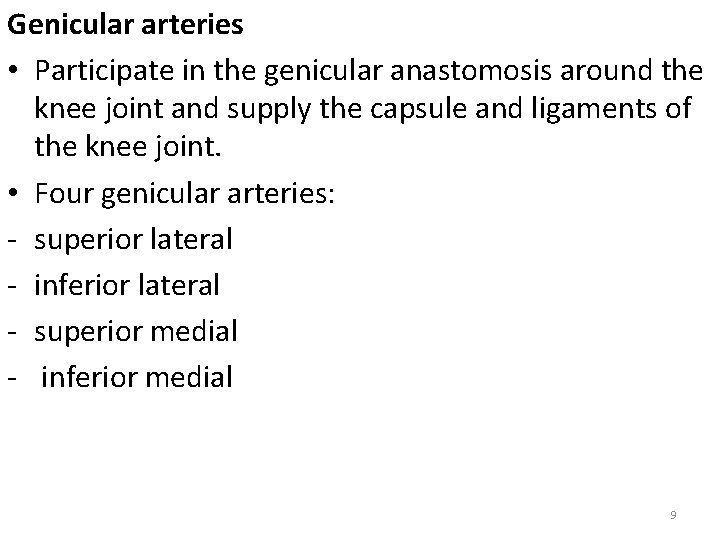 Genicular arteries • Participate in the genicular anastomosis around the knee joint and supply
