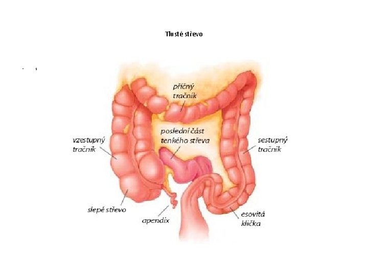 Tlusté střevo • s 