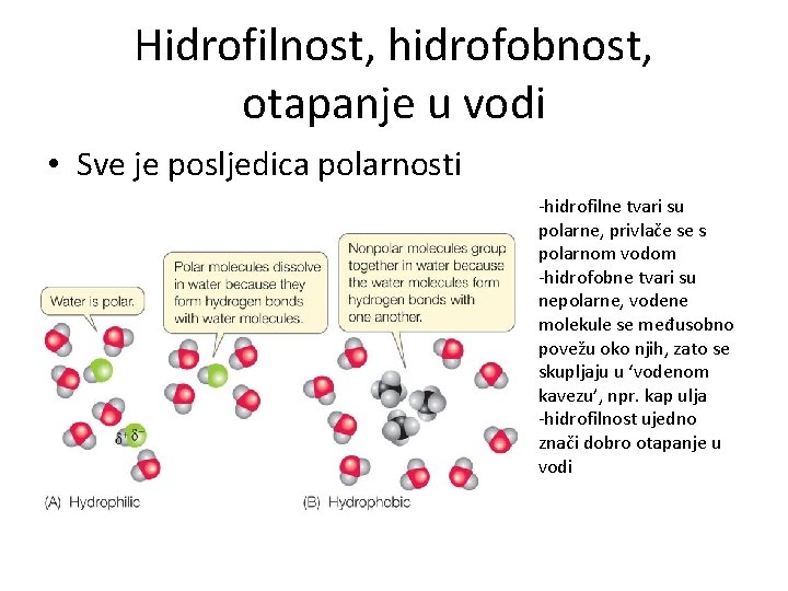 Hidrofilnost, hidrofobnost, otapanje u vodi • Sve je posljedica polarnosti -hidrofilne tvari su polarne,