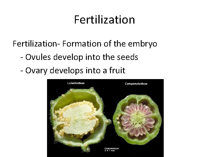 Fertilization- Formation of the embryo - Ovules develop into the seeds - Ovary develops Fertilization- Formation of the embryo - Ovules develop into the seeds - Ovary develops