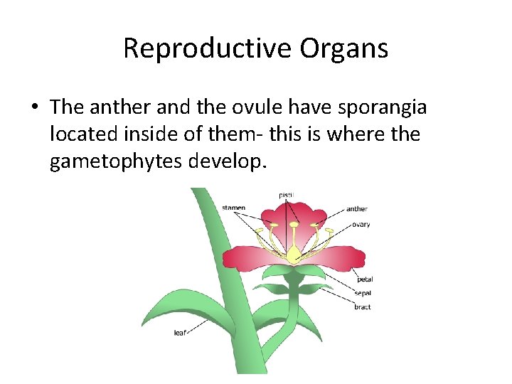 Reproductive Organs • The anther and the ovule have sporangia located inside of them-