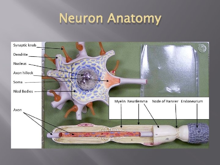 Neuron Anatomy 
