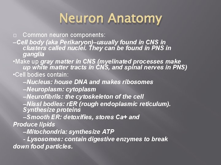 Neuron Anatomy Common neuron components: –Cell body (aka Perikaryon)–usually found in CNS in clusters