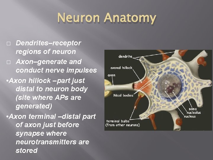 Neuron Anatomy Dendrites–receptor regions of neuron � Axon–generate and conduct nerve impulses • Axon