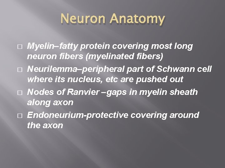 Neuron Anatomy � � Myelin–fatty protein covering most long neuron fibers (myelinated fibers) Neurilemma–peripheral