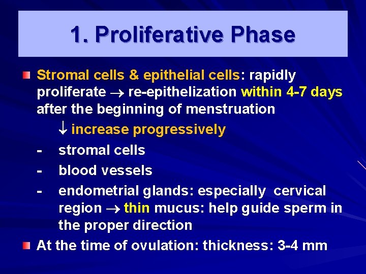 1. Proliferative Phase Stromal cells & epithelial cells: rapidly proliferate re-epithelization within 4 -7