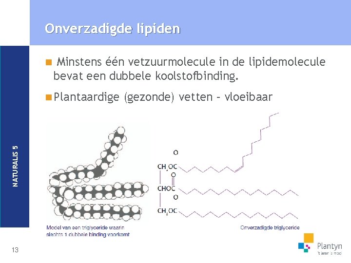 Onverzadigde lipiden n Minstens één vetzuurmolecule in de lipidemolecule bevat een dubbele koolstofbinding. NATURALIS