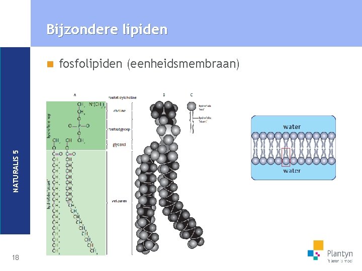 Bijzondere lipiden NATURALIS 5 n 18 fosfolipiden (eenheidsmembraan) 