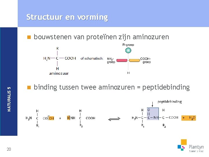 NATURALIS 5 Structuur en vorming 20 n bouwstenen van proteïnen zijn aminozuren n binding