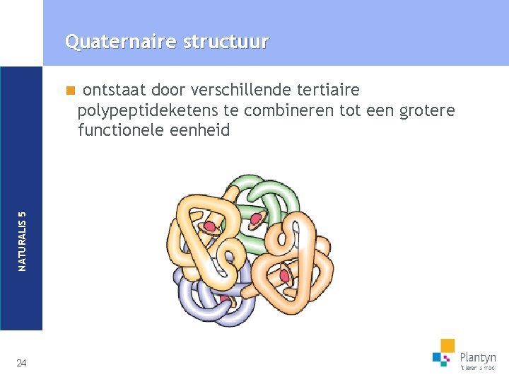 Quaternaire structuur NATURALIS 5 n 24 ontstaat door verschillende tertiaire polypeptideketens te combineren tot