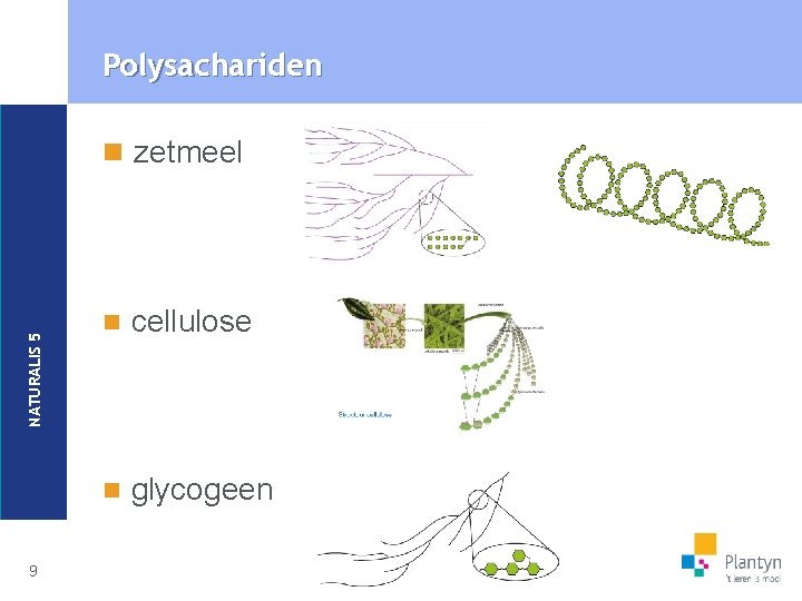 Polysachariden NATURALIS 5 n zetmeel 9 n cellulose n glycogeen 