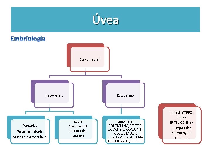 Úvea Surco neural mesodermo Ectodermo Neural: VITREO, Parpados Sistema hialoide Musculo extraoculares Esclera Estoma