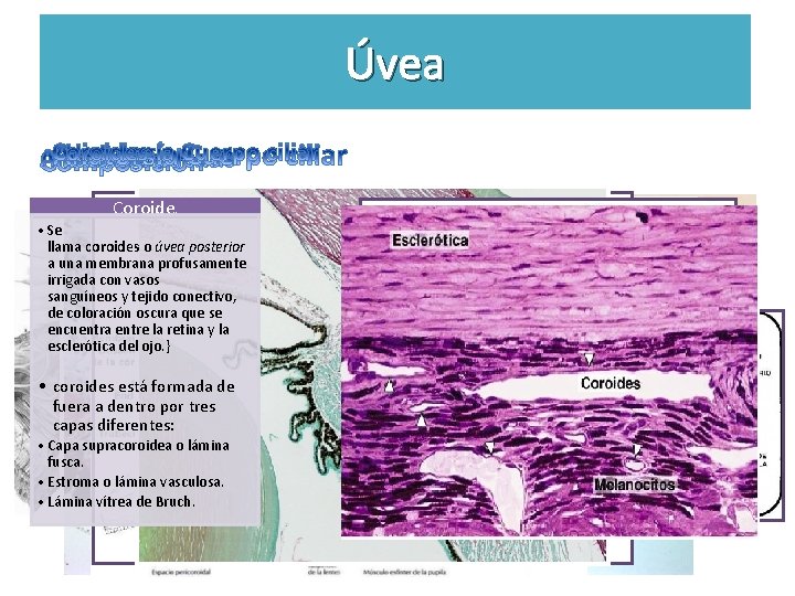 Úvea Coroide s • Se llama coroides o úvea posterior a una membrana profusamente