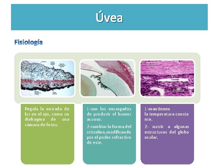 Úvea Regula la entrada de luz en el ojo, como un diafragma de una