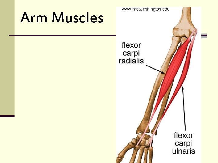 Arm Muscles www. rad. washington. edu 