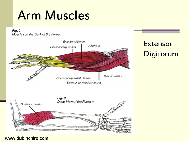 Arm Muscles Extensor Digitorum www. dubinchiro. com 