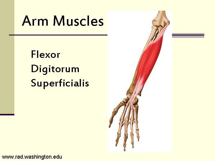 Arm Muscles Flexor Digitorum Superficialis www. rad. washington. edu 