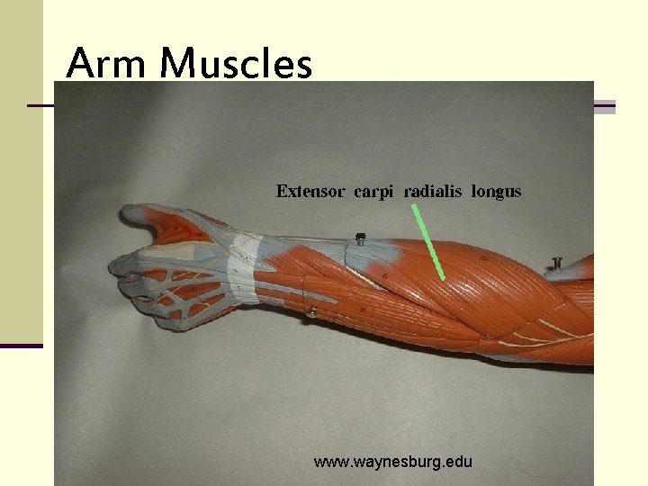 Arm Muscles www. waynesburg. edu 