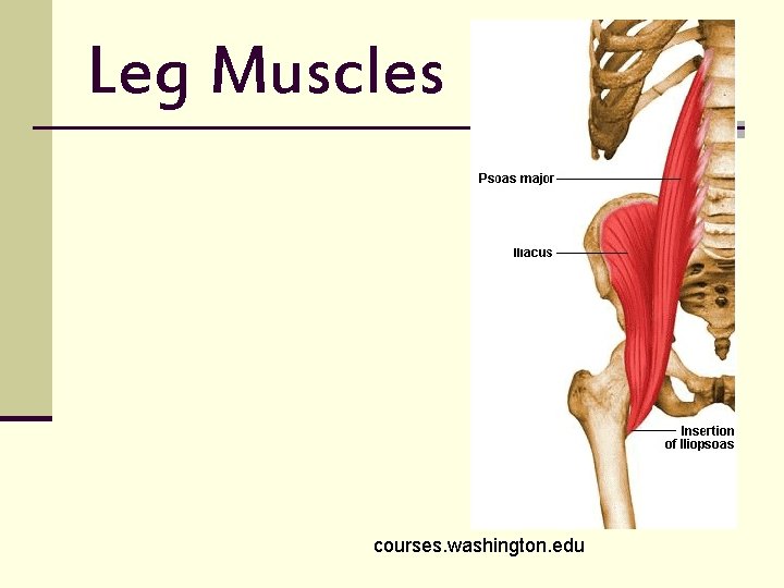Leg Muscles courses. washington. edu 