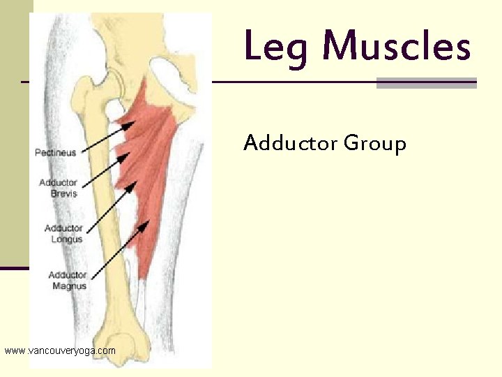 Leg Muscles Adductor Group www. vancouveryoga. com 