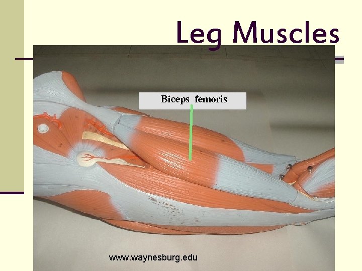 Leg Muscles www. waynesburg. edu 