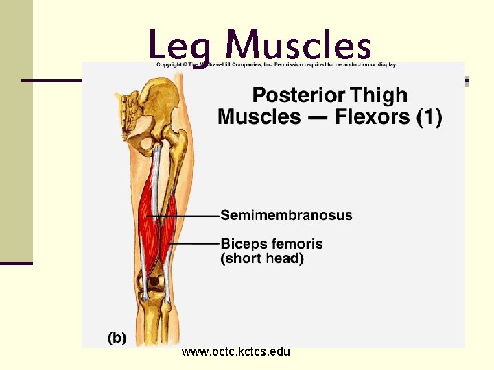 Leg Muscles www. octc. kctcs. edu 