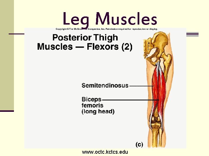 Leg Muscles www. octc. kctcs. edu 