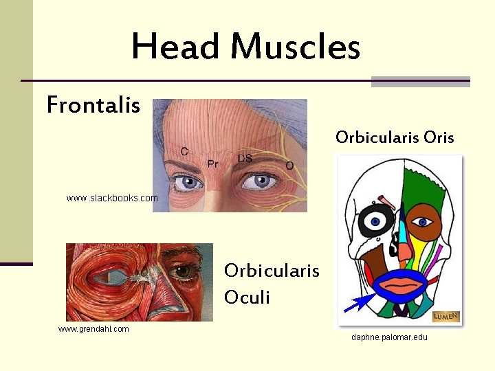 Head Muscles Frontalis Orbicularis Oris www. slackbooks. com Orbicularis Oculi www. grendahl. com daphne.