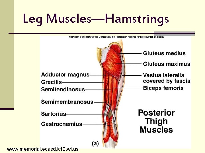 Leg Muscles—Hamstrings www. memorial. ecasd. k 12. wi. us 