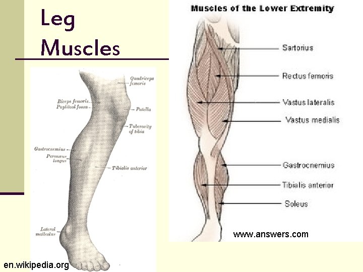 Leg Muscles www. answers. com en. wikipedia. org 