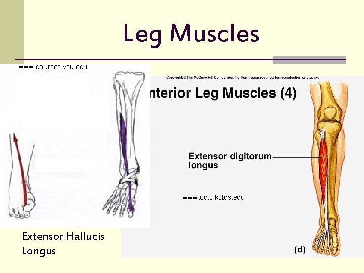 Leg Muscles www. courses. vcu. edu www. octc. kctcs. edu Extensor Hallucis Longus 