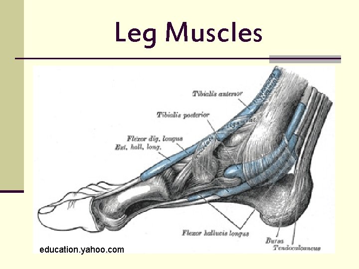 Leg Muscles education. yahoo. com 