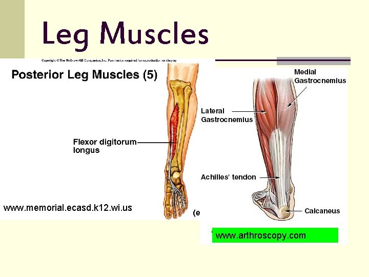 Leg Muscles www. memorial. ecasd. k 12. wi. us www. arthroscopy. com 