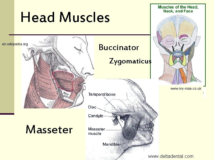Head Muscles en. wikipedia. org Buccinator Zygomaticus www. ivy-rose. co. uk Masseter www. deltadental.