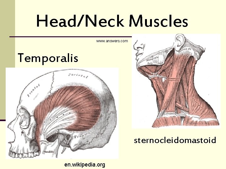 Head/Neck Muscles www. answers. com Temporalis sternocleidomastoid en. wikipedia. org 