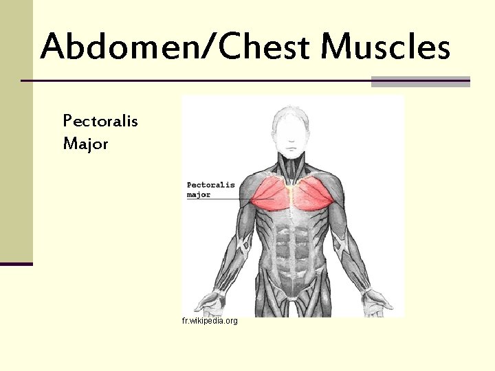 Abdomen/Chest Muscles Pectoralis Major fr. wikipedia. org 