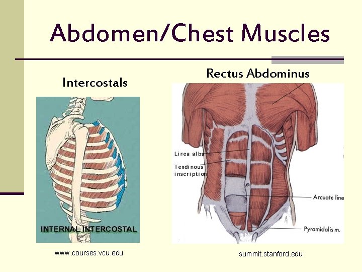 Abdomen/Chest Muscles Intercostals www. courses. vcu. edu Rectus Abdominus summit. stanford. edu 