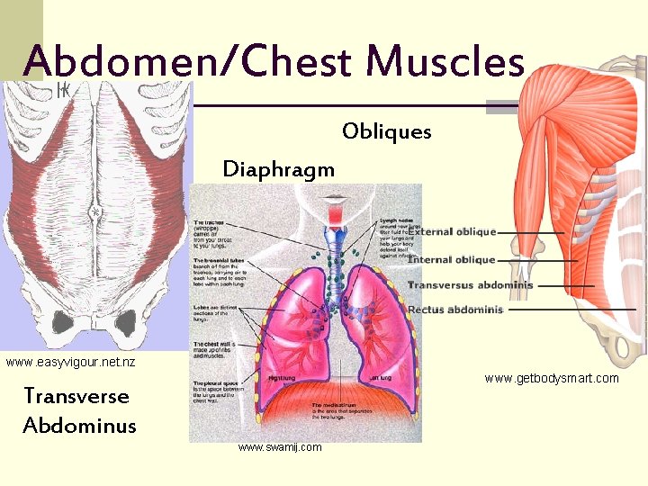 Abdomen/Chest Muscles Obliques Diaphragm www. easyvigour. net. nz www. getbodysmart. com Transverse Abdominus www.