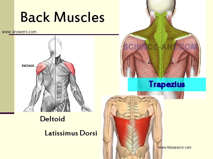 Back Muscles www. answers. com Trapezius Deltoid Latissimus Dorsi www. fotosearch. com 