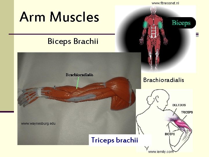 www. fitnessnet. nl Arm Muscles Biceps Brachii Brachioradialis www. waynesburg. edu Triceps brachii www.